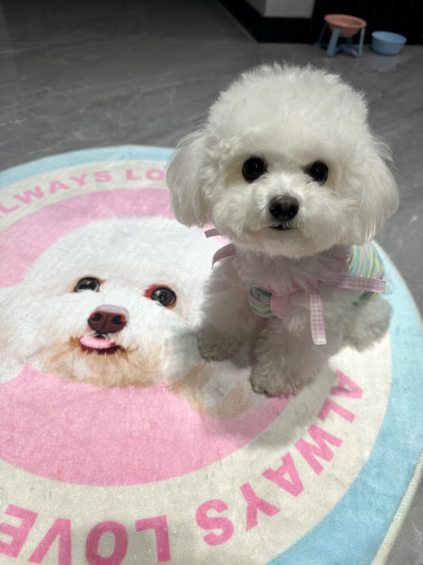 Custom Hand-draw Pet Portrait Carpet