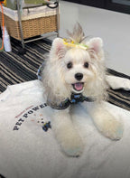 Personalized Pet Sweatshirt with Hand-Painted Portrait, Gifts For Pet Owners